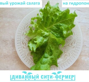 Реалити-шоу part 3 — Первый урожай салата на гидропонике