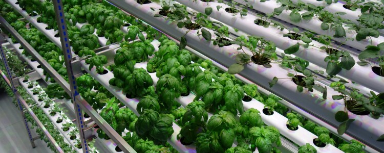 Netled и Oh My Greens подписывают контракт на 15 миллионов евро, чтобы расширить вертикальное сельское хозяйство в Швеции