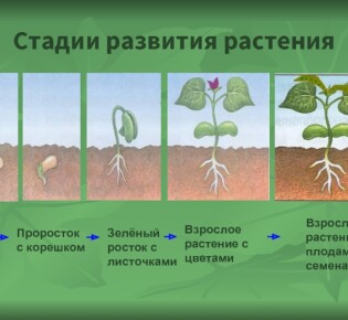 Сила генетики для раскрытия потенциала растений