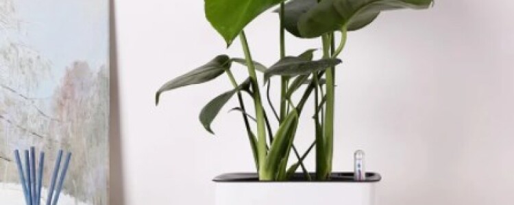 Lazy Flower Pot самополивающийся ленивый горшок для цветов в форме цилиндра