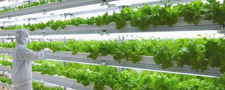 Beirut Farm лидирует в отрасли вертикального растениеводства в Ливане